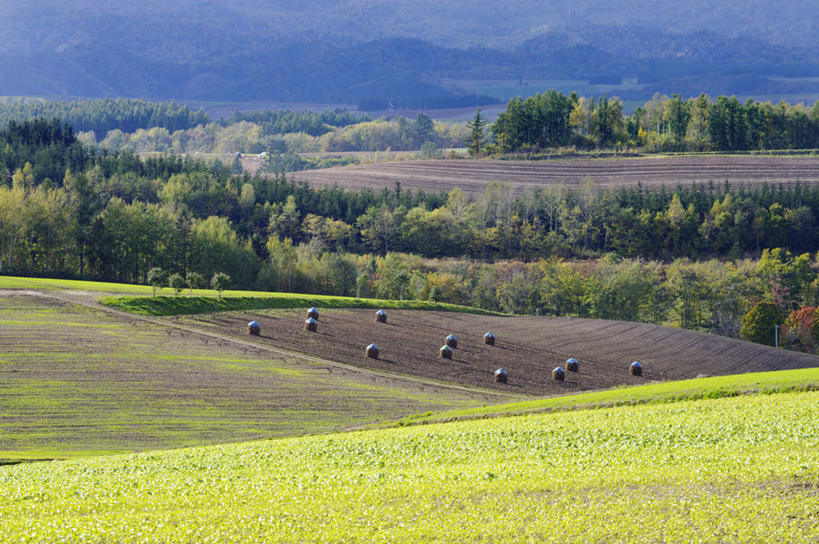 无人,横图,俯视,室外,白天,旅游,度假,草地,草坪,美景,植物,北海道,日本,亚洲,景观,干草,娱乐,草,树,树木,绿色,自然,草垛,享受,休闲,景色,放松,生长,成长,自然风光,东亚,日本国,北海道地方,北海道岛,干草垛,彩图,高角度拍摄