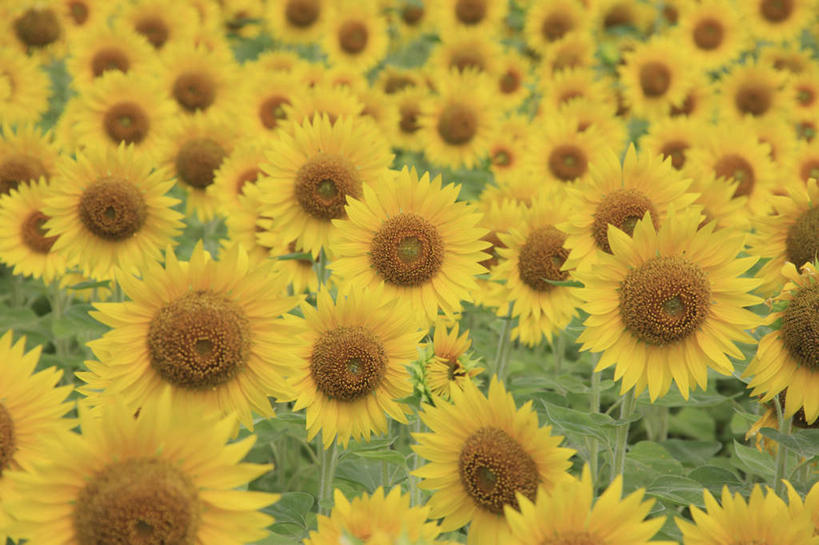 无人,横图,俯视,室外,白天,爱情,旅游,度假,幸福,花海,花圃,美景,太阳,植物,向日葵,叶子,鹿儿岛,日本,亚洲,许多,盛开,景观,绿叶,花蕾,娱乐,花,花瓣,花朵,花卉,鲜花,黄色,绿色,自然,花丛,花田,花苞,花蕊,享受,休闲,嫩叶,景色,放松,生长,成长,自然风光,光辉,东亚,沉默,忠诚,日本国,九州本岛,九州,九州岛,九州地方,鹿儿岛县,勇敢,投缘,爱慕,高傲,朝阳花,葵花,望日莲,向阳花,转日莲,叶,叶片,彩图,高角度拍摄