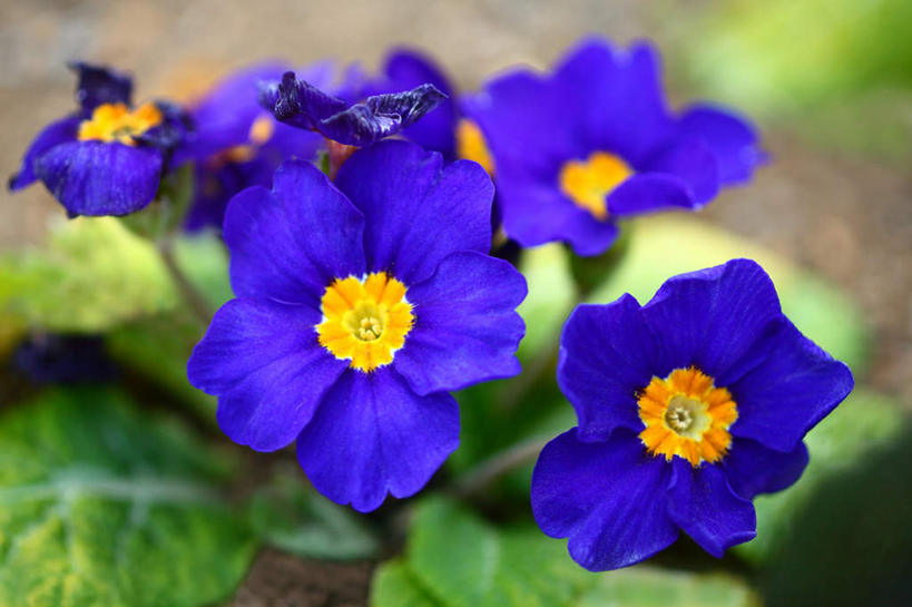 无人,横图,室外,特写,白天,正面,旅游,度假,美景,植物,报春花,叶子,东京,日本,亚洲,许多,朦胧,模糊,盛开,景观,绿叶,娱乐,花,花瓣,花朵,花卉,鲜花,蓝色,自然,花蕊,享受,休闲,嫩叶,景色,成熟,放松,青春,盼望,自然风光,东亚,本州,关东地方,本州岛,日本国,东京都,樱草,德国报春,德国报春花,欧洲报春花,欧洲樱草,西洋樱草,孤寂,年景花,四季报春,叶,叶片,彩图