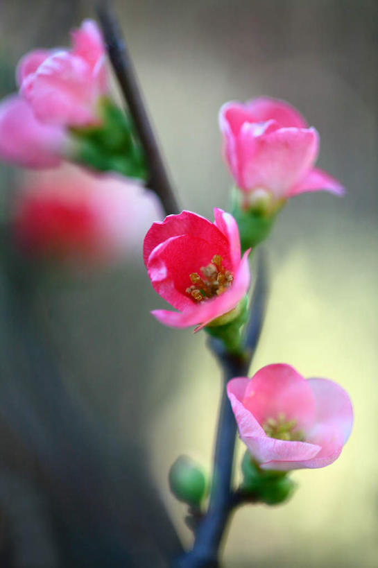 无人,竖图,俯视,室外,特写,白天,旅游,度假,美景,植物,叶子,日本,亚洲,朦胧,模糊,盛开,景观,海棠,绿叶,娱乐,花,花瓣,花朵,花卉,鲜花,两朵,粉色,自然,花蕊,享受,休闲,嫩叶,景色,放松,自然风光,东亚,本州,关东地方,本州岛,日本国,崎玉,崎玉县,倭海棠,贴梗海棠,铁脚海棠,皱皮木瓜,和园子,日本贴梗海棠,日本木瓜,叶,叶片,彩图,高角度拍摄