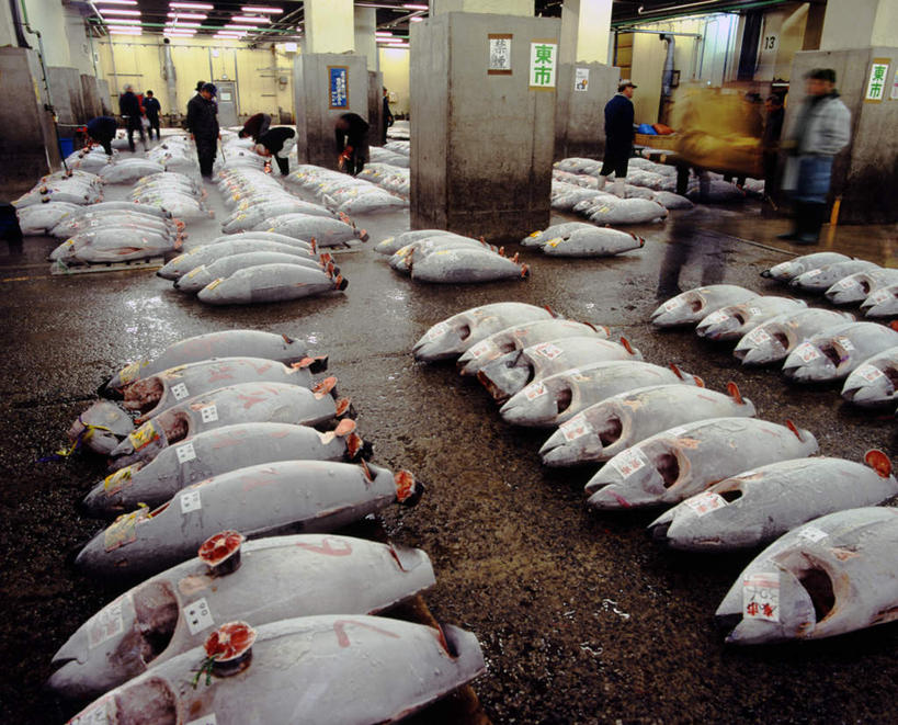 海鲜,东方人,站,走,横图,俯视,室内,白天,照明,东京,日本,亚洲,一排,许多,阴影,整齐,反射,鱼,壁灯,瓷砖,地砖,影子,墙,灯光,地面,许多人,鲔鱼,注视,黄种人,水产,鱼类,摊贩,海洋生物,墙壁,墙面,灯,排列,白色,灯具,观察,看,站着,一群人,观看,照亮,察看,照明设备,队列,关注,水生动物,海产品,水生物,东亚,海底动物,本州,关东地方,本州岛,日本国,东京都,男人,男性,年轻男性,年轻女性,女人,女性,亚洲人,步行,散步,站立,走路,彩图,高角度拍摄,全身