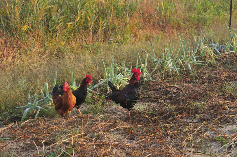 无人,站,横图,俯视,室外,白天,旅游,度假,草地,草坪,美景,植物,鸡,三只,阴影,光线,影子,景观,鸡冠,注视,娱乐,家禽,草,红色,绿色,阳光,自然,动物,观察,看,站着,享受,休闲,景色,放松,牲畜,观看,察看,关注,自然风光,站立,彩图,高角度拍摄