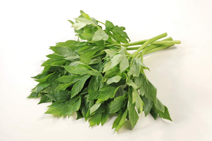 无人,横图,俯视,室内,特写,白天,烹饪,餐桌,桌面,桌子,蔬菜,一堆,许多,堆叠,堆积,新鲜,日本料理,料理,食品,菜肴,美食,食物,日式料理,日式,摄影,佳肴,有机食品,绿色食品,影棚,餐台,堆,明日叶,明日草,八丈草,彩图,高角度拍摄,影棚拍摄,拍摄