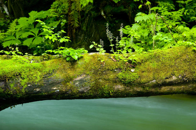 无人,横图,室外,白天,正面,旅游,度假,草地,草坪,河流,美景,树林,水,植物,叶子,日本,亚洲,许多,盛开,河水,景观,水流,绿叶,花蕾,娱乐,草,花,花瓣,花朵,鲜花,树,树木,绿色,白色,自然,花苞,花蕊,享受,休闲,嫩叶,景色,放松,生长,成长,自然风光,东亚,本州,本州岛,日本国,青森,青森县,东北地方,十和田市,十和田,叶,叶片,彩图