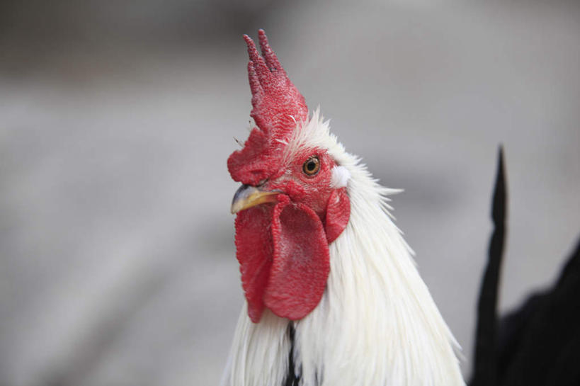 头,无人,站,横图,室外,特写,白天,正面,鸡,朦胧,模糊,鸡冠,注视,家禽,一只,动物,观察,看,站着,牲畜,观看,察看,关注,头部,站立,半身,彩图