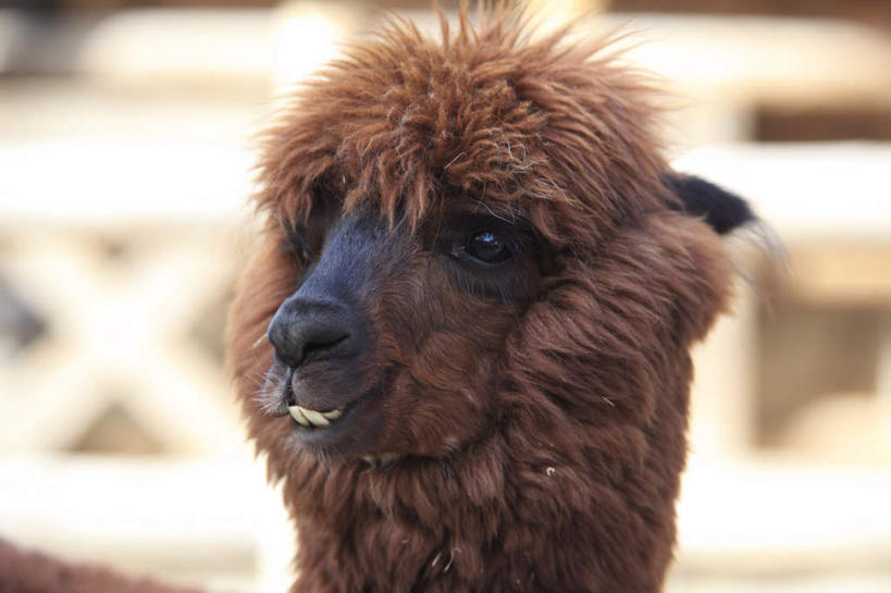 头,无人,站,笑,微笑,横图,室外,特写,白天,正面,野生动物,一头,阴影,朦胧,模糊,光线,影子,注视,阳光,动物,观察,看,站着,可爱,活泼,观看,察看,关注,羊驼,驼羊,头部,站立,半身,彩图