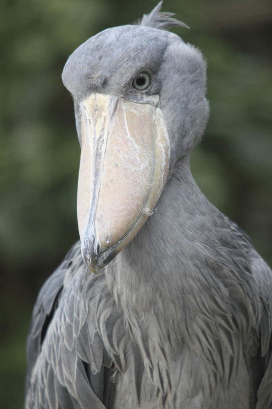 头,无人,站,竖图,室外,特写,白天,正面,植物,鸟,朦胧,模糊,鸟类,树,树木,一只,绿色,自然,站着,生长,成长,鲸头鹳,鲸头鹤,靴嘴鹳,头部,站立,半身,彩图