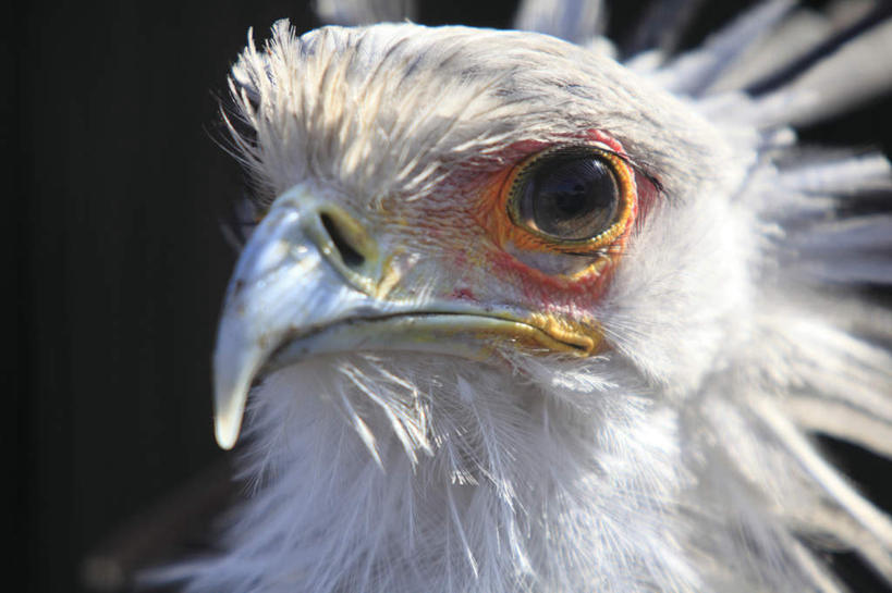 头,无人,站,横图,室外,特写,白天,正面,鸟,野生动物,朦胧,模糊,鸟类,注视,一只,动物,观察,看,站着,观看,察看,关注,凶猛,鹭鹰,秘书鸟,蛇鹫,残暴,凶残,头部,站立,半身,彩图