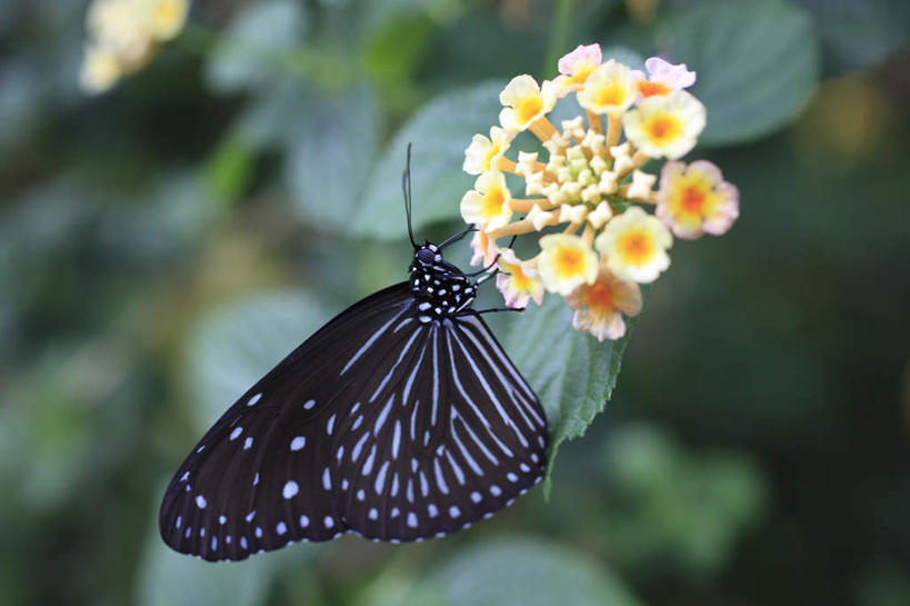 无人,横图,俯视,室外,特写,白天,草地,草坪,植物,蝴蝶,叶子,许多,花纹,朦胧,模糊,盛开,昆虫,绿叶,花蕾,草,花,花瓣,花朵,鲜花,一只,绿色,动物,花苞,花蕊,嫩叶,斑纹,益虫,臭金凤,臭冷风,大红绣球,红花刺,昏花,马缨丹,毛神花,婆姐花,七变花,如意花,杀虫花,山大丹,珊瑚球,天兰草,五彩花,五雷箭,五色梅,野眼菜,逐蝇梅,叶,叶片,彩图,高角度拍摄,全身