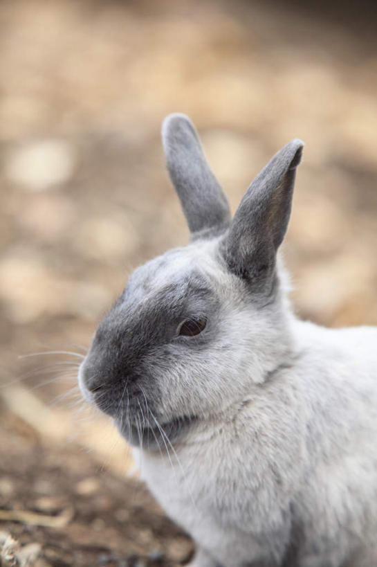 头,无人,坐,竖图,室外,特写,白天,侧面,哺乳动物,朦胧,模糊,兔子,注视,一只,动物,观察,看,观看,兔,察看,关注,头部,坐着,半身,彩图