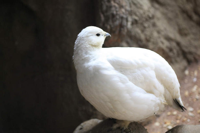 无人,站,横图,室外,特写,白天,正面,植物,鸟,朦胧,模糊,鸟类,扭头,树,树木,一只,绿色,白色,自然,站着,转头,生长,成长,鹧鸪,鹧鸪鸟,站立,彩图,全身