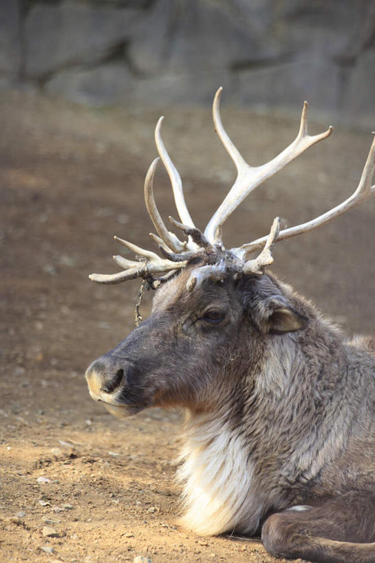 无人,竖图,室外,特写,白天,正面,幸福,植物,哺乳动物,鹿,野生动物,一头,阴影,枯萎,朦胧,模糊,光线,影子,枯草,地面,草,黄色,阳光,动物,趴着,可爱,活泼,吉祥,进取,角鹿,驯鹿,趴,半身,彩图