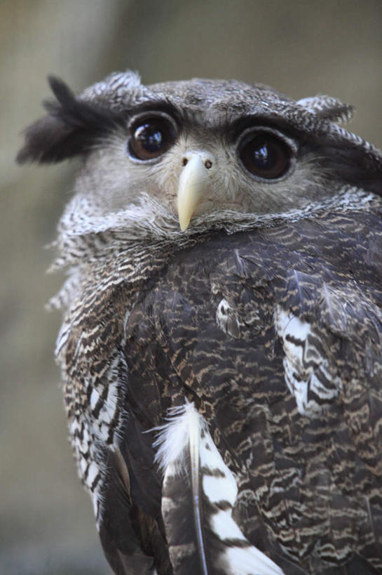 头,无人,站,竖图,室外,特写,白天,正面,鸟,野生动物,鹰,朦胧,模糊,鸟类,扭头,注视,一只,动物,观察,看,站着,转头,观看,察看,关注,凶猛,鸢,残暴,凶残,头部,老鹰,站立,半身,彩图