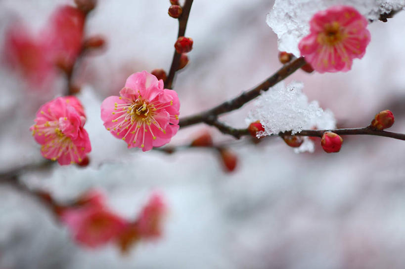 无人,横图,室外,特写,白天,正面,旅游,度假,美景,雪,大雪,日本,亚洲,许多,朦胧,模糊,盛开,积雪,景观,雪景,冬季,冬天,梅花,花蕾,娱乐,花,花瓣,花朵,鲜花,红色,自然,花苞,花蕊,享受,休闲,景色,放松,寒冷,高雅,坚强,自然风光,东亚,本州,关东地方,本州岛,日本国,崎玉,崎玉县,严寒,梅,红梅,彩图