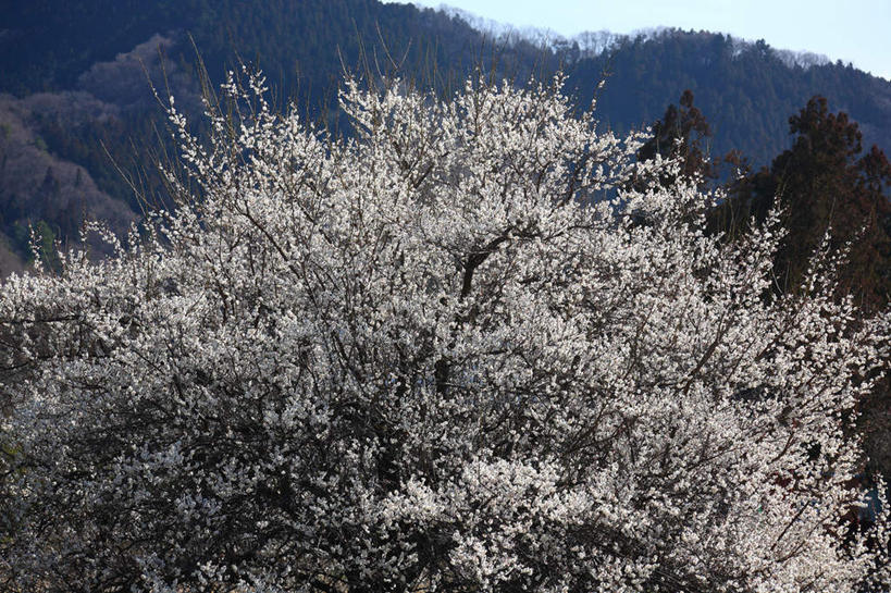 无人,横图,室外,白天,正面,旅游,度假,美景,山,山脉,植物,日本,亚洲,一棵,许多,朦胧,模糊,盛开,景观,山峰,杏花,山峦,花蕾,娱乐,花,花瓣,花朵,鲜花,树,树木,蓝色,绿色,白色,蓝天,天空,自然,群山,天,花苞,花蕊,享受,休闲,景色,放松,生长,晴朗,成长,自然风光,东亚,本州,万里无云,关东地方,本州岛,日本国,杏树,崎玉,崎玉县,晴空,晴空万里,彩图