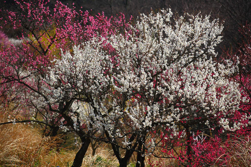 无人,横图,室外,特写,白天,正面,旅游,度假,草地,草坪,美景,植物,日本,亚洲,许多,朦胧,模糊,盛开,景观,梅花,花蕾,娱乐,草,花,花瓣,花朵,鲜花,树,树木,红色,绿色,白色,自然,花苞,花蕊,享受,休闲,景色,放松,生长,成长,高雅,坚强,自然风光,东亚,本州,关东地方,本州岛,日本国,崎玉,崎玉县,李花,梅,彩图