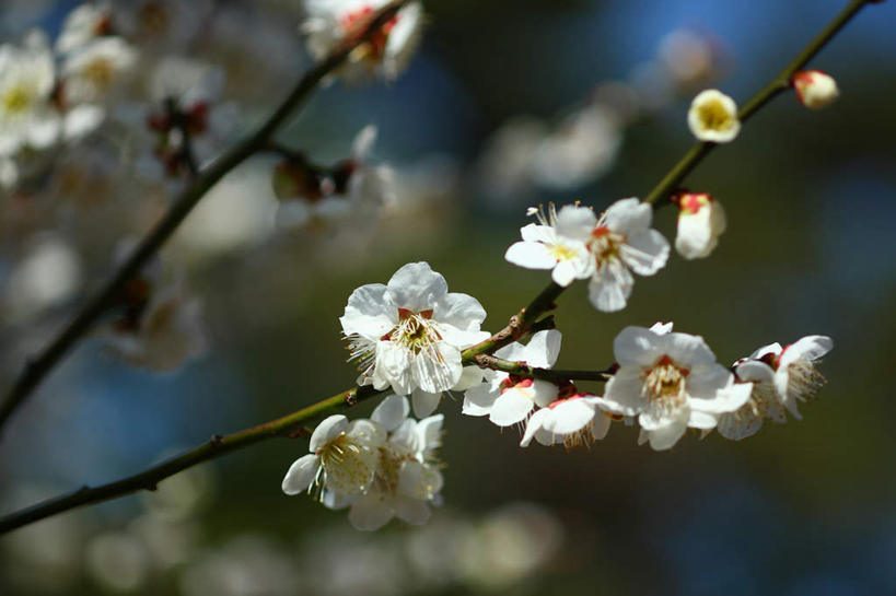 无人,横图,室外,特写,白天,正面,旅游,度假,美景,日本,亚洲,许多,阴影,朦胧,模糊,盛开,光线,影子,景观,杏花,花蕾,娱乐,花,花瓣,花朵,鲜花,树枝,白色,阳光,自然,花苞,花蕊,享受,休闲,景色,放松,自然风光,东亚,本州,关东地方,本州岛,日本国,崎玉,崎玉县,彩图