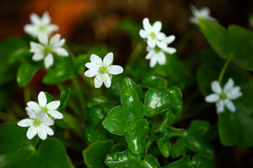 无人,横图,俯视,室外,特写,白天,旅游,度假,美景,报春花,叶子,日本,亚洲,许多,朦胧,模糊,盛开,景观,绿叶,花蕾,娱乐,花,花瓣,花朵,鲜花,白色,自然,花苞,花蕊,享受,休闲,嫩叶,景色,成熟,放松,青春,盼望,自然风光,东亚,本州,关东地方,本州岛,日本国,樱草,崎玉,崎玉县,德国报春,德国报春花,欧洲报春花,欧洲樱草,西洋樱草,孤寂,年景花,四季报春,叶,叶片,彩图,高角度拍摄