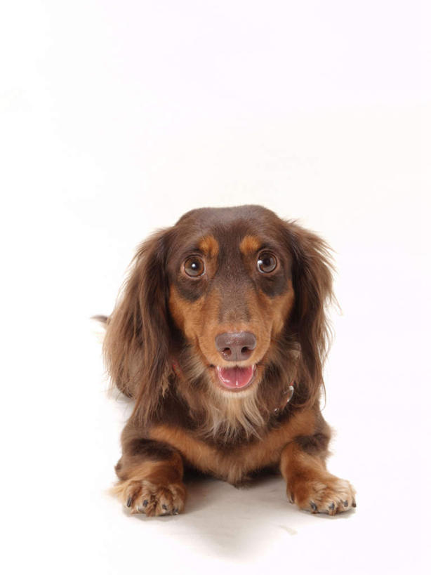 无人,站,竖图,室内,白天,白色背景,正面,宠物,狗,腊肠犬,迷你腊肠犬,吐舌头,一只,动物,趴着,伸舌头,站着,鬼脸,吐舌,可爱,摄影,影棚,忠诚,迷你腊肠狗,犬,趴,站立,彩图,全身,影棚拍摄,拍摄