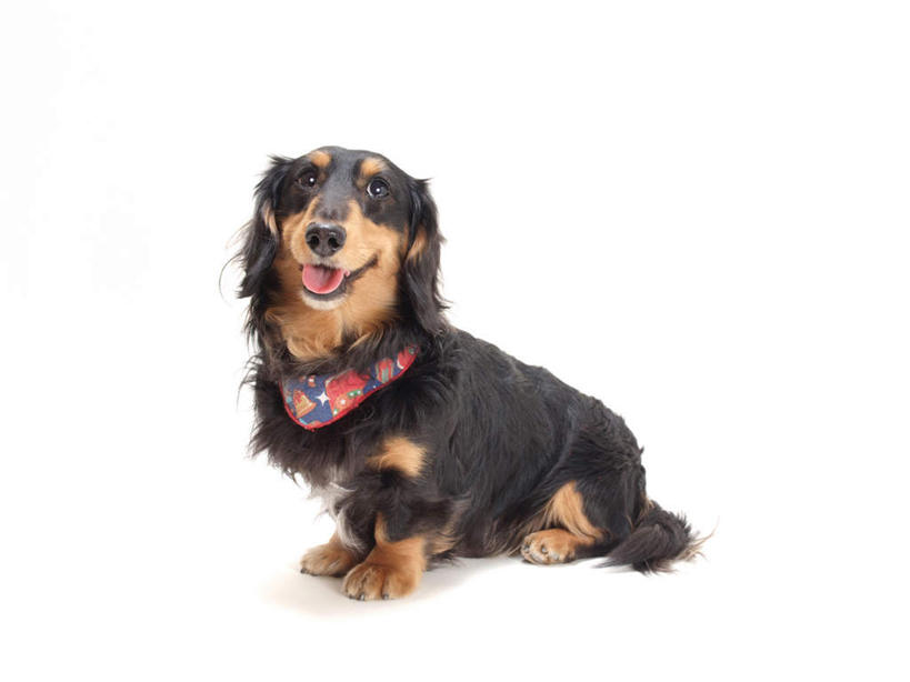 无人,横图,室内,白天,白色背景,正面,宠物,狗,腊肠犬,迷你腊肠犬,扭头,注视,一只,动物,观察,看,趴着,转头,可爱,摄影,影棚,观看,察看,关注,忠诚,迷你腊肠狗,犬,趴,彩图,全身,影棚拍摄,拍摄