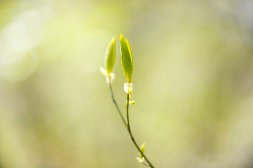 无人,横图,室外,特写,白天,正面,旅游,度假,美景,植物,叶子,秋田县,日本,亚洲,朦胧,模糊,景观,绿叶,萌芽,娱乐,幼苗,绿色,自然,享受,休闲,嫩叶,景色,放松,生机,希望,自然风光,东亚,本州,本州岛,日本国,秋田,东北地方,灵动,抽芽,叶,叶片,彩图