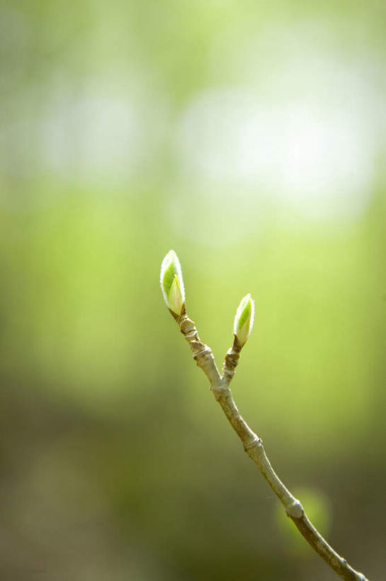 无人,竖图,室外,特写,白天,正面,旅游,度假,美景,植物,秋田县,日本,亚洲,朦胧,模糊,景观,萌芽,娱乐,树,树木,树枝,一个,绿色,自然,享受,休闲,景色,放松,生长,单个,成长,生机,希望,自然风光,东亚,本州,本州岛,日本国,秋田,东北地方,灵动,抽芽,彩图