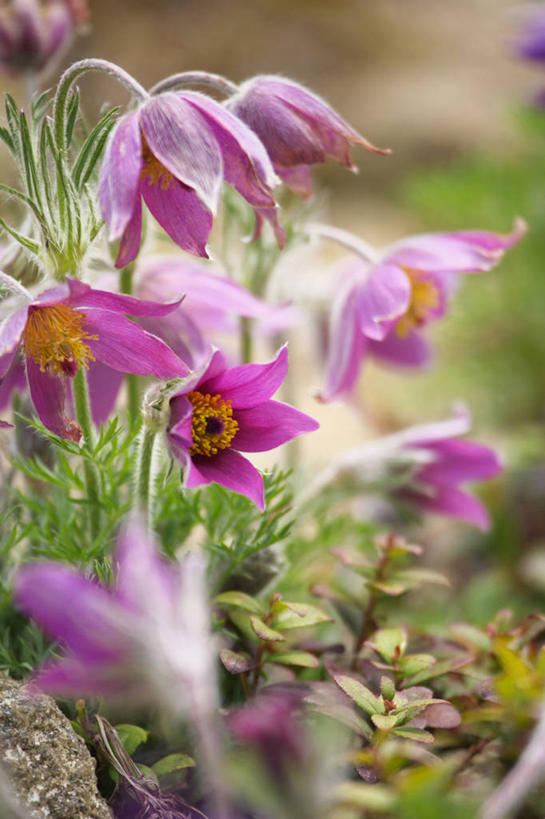 无人,竖图,室外,特写,白天,正面,美景,叶子,朦胧,模糊,盛开,景观,绿叶,花蕾,花,花瓣,花朵,鲜花,粉色,自然,花苞,花蕊,嫩叶,景色,清热,自然风光,止痛,解毒,消肿,散瘀,苦,小毒,黑毛七,铁筷子,小山桃儿七,叶,叶片,彩图,活血,凉