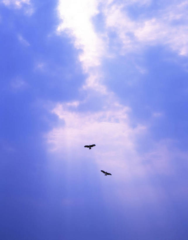 无人,竖图,室外,白天,仰视,旅游,度假,美景,鸟,野生动物,鹰,东京,日本,亚洲,飞翔,伸展,张开,展翅,阴影,飞行,光线,翅膀,鸟类,影子,景观,云,云朵,翱翔,云彩,娱乐,飞,蓝色,白云,蓝天,天空,阳光,自然,动物,天,两只,享受,休闲,景色,放松,晴朗,自然风光,凶猛,东亚,张开翅膀,鸢,本州,关东地方,本州岛,日本国,东京都,展开翅膀,黑鸢,残暴,凶残,晴空,老鹰,彩图,低角度拍摄,全身