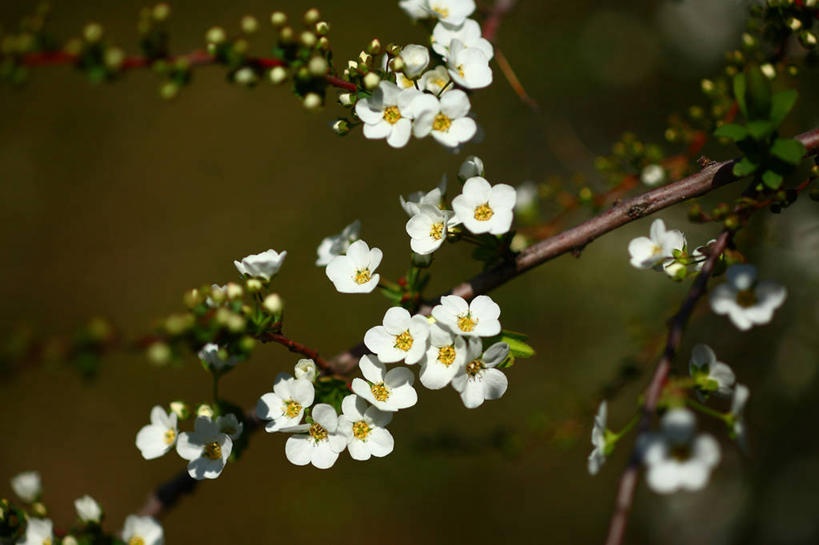 无人,横图,室外,特写,白天,正面,美景,植物,绣线菊,叶子,日本,亚洲,阴影,朦胧,模糊,盛开,光线,影子,景观,绿叶,枝条,花蕾,花,花瓣,花朵,鲜花,树,树木,树枝,绿色,白色,阳光,自然,花苞,花蕊,祈福,嫩叶,景色,生长,成长,自然风光,努力,东亚,本州,关东地方,本州岛,日本国,崎玉,崎玉县,虬枝,枝杈,叶,叶片,蚂蝗梢,彩图
