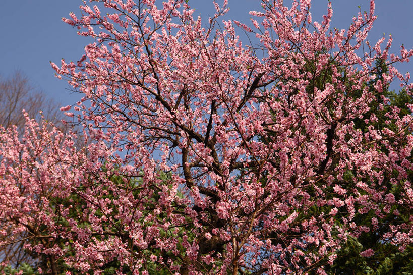 无人,横图,室外,白天,仰视,旅游,度假,美景,植物,东京,日本,亚洲,阴影,盛开,光线,影子,景观,杏花,枝条,花蕾,娱乐,花,花瓣,花朵,鲜花,树,树木,树枝,粉色,蓝色,绿色,蓝天,天空,阳光,自然,天,花苞,花蕊,享受,休闲,景色,放松,生长,晴朗,成长,自然风光,东亚,本州,万里无云,关东地方,本州岛,日本国,东京都,虬枝,枝杈,晴空,晴空万里,彩图,低角度拍摄