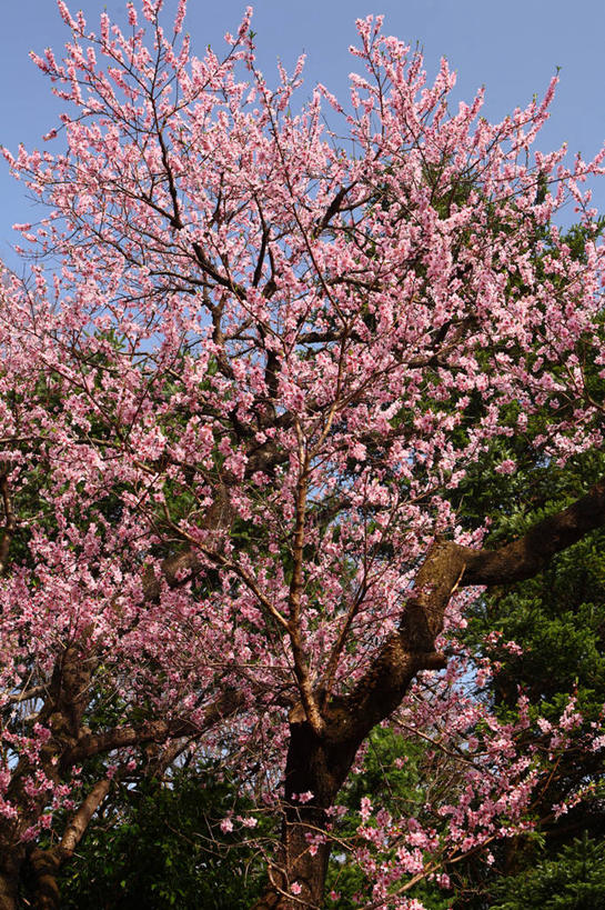 无人,竖图,室外,白天,仰视,旅游,度假,美景,植物,东京,日本,亚洲,阴影,盛开,光线,影子,景观,杏花,枝条,花蕾,娱乐,花,花瓣,花朵,鲜花,树,树木,树枝,粉色,蓝色,绿色,蓝天,天空,阳光,自然,天,花苞,花蕊,享受,休闲,景色,放松,生长,晴朗,成长,自然风光,东亚,本州,万里无云,关东地方,本州岛,日本国,东京都,虬枝,枝杈,晴空,晴空万里,彩图,低角度拍摄