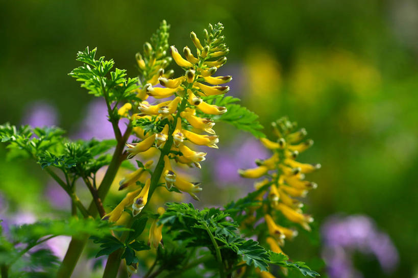无人,横图,室外,特写,白天,正面,美景,叶子,阴影,朦胧,模糊,盛开,光线,影子,景观,绿叶,花蕾,花,花瓣,花朵,鲜花,黄色,阳光,自然,花苞,花蕊,嫩叶,景色,同意,接受,自然风光,荷包牡丹,铃儿草,兔儿牡丹,鱼儿牡丹,答应,叶,叶片,彩图,玄胡索,延胡,延胡索,元胡,元胡索
