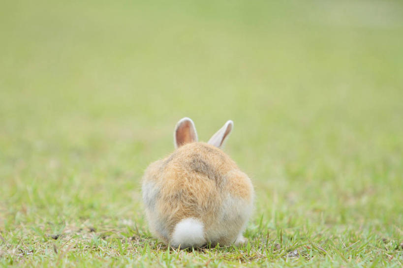 无人,坐,横图,室外,白天,草地,草坪,美景,植物,哺乳动物,广岛县,日本,亚洲,朦胧,模糊,兔子,景观,草,一只,背面,绿色,自然,动物,景色,兔,自然风光,东亚,本州,本州岛,日本国,広岛,中国地方,坐着,彩图,全身