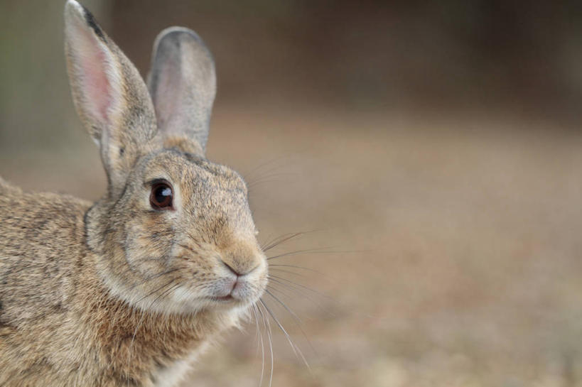 头,无人,横图,室外,特写,白天,侧面,美景,哺乳动物,广岛县,日本,亚洲,朦胧,模糊,兔子,景观,注视,一只,自然,动物,观察,看,景色,观看,兔,察看,关注,自然风光,东亚,本州,本州岛,日本国,広岛,中国地方,头部,半身,彩图