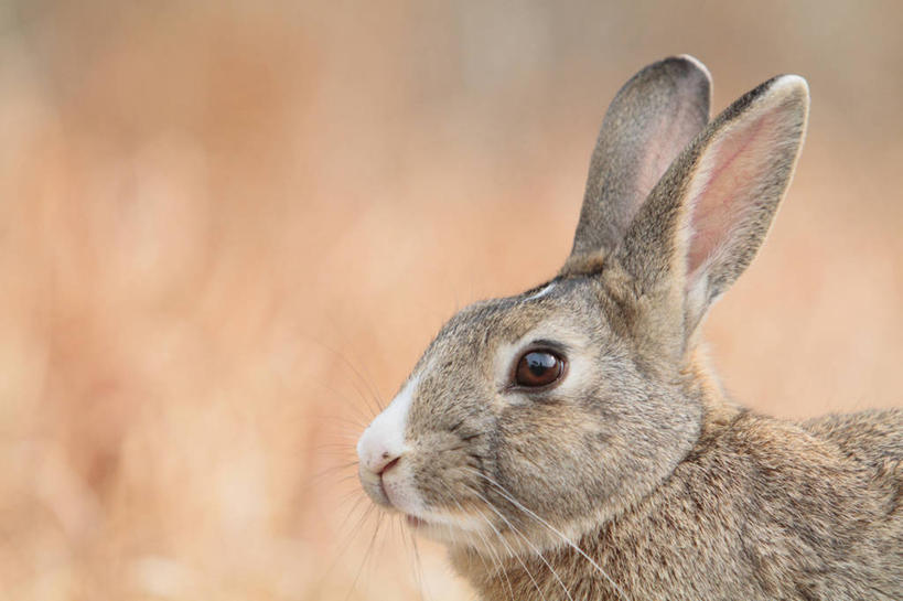 头,无人,横图,室外,特写,白天,侧面,美景,哺乳动物,广岛县,日本,亚洲,朦胧,模糊,兔子,景观,注视,一只,自然,动物,观察,看,景色,观看,兔,察看,关注,自然风光,东亚,本州,本州岛,日本国,広岛,中国地方,头部,半身,彩图