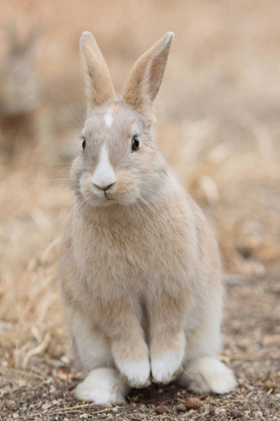 无人,坐,竖图,室外,白天,正面,美景,哺乳动物,广岛县,日本,亚洲,朦胧,模糊,兔子,景观,注视,一只,灰色,自然,动物,观察,看,景色,观看,兔,察看,关注,自然风光,东亚,本州,本州岛,日本国,広岛,中国地方,坐着,彩图,全身