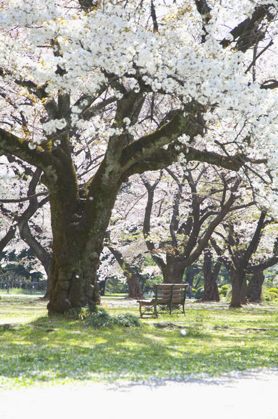 无人,竖图,室外,白天,正面,旅游,度假,幸福,纯洁,草地,草坪,美景,树林,植物,樱花,椅子,东京,日本,亚洲,阴影,盛开,光线,影子,景观,花蕾,娱乐,草,花,花瓣,花朵,鲜花,树,树木,粉色,绿色,阳光,自然,花苞,花蕊,享受,休闲,景色,放松,生长,成长,等待,生命,自然风光,东亚,本州,关东地方,本州岛,日本国,东京都,仙樱花,福岛樱,青肤樱,高尚,热烈,荆桃,彩图,文京区
