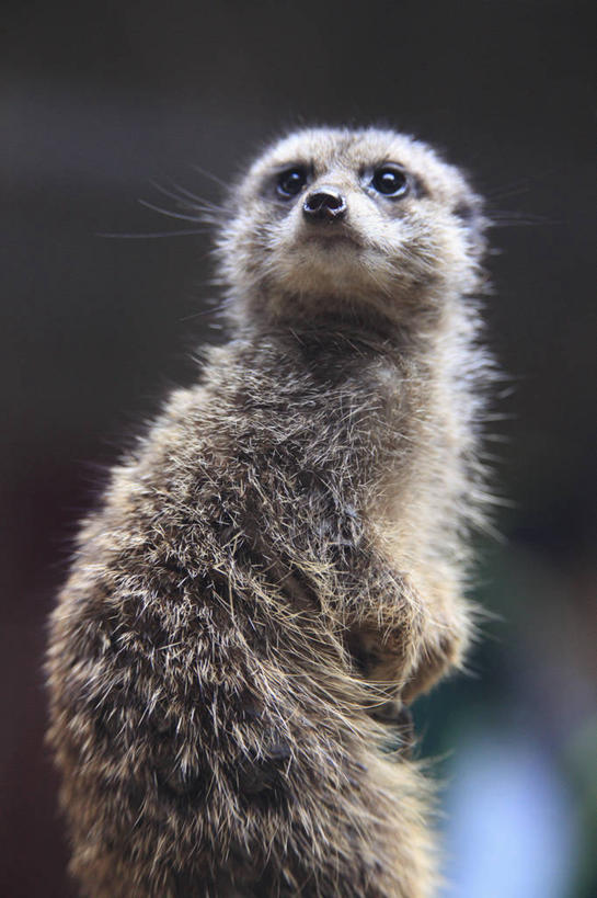 无人,坐,竖图,室外,特写,白天,侧面,美景,哺乳动物,野生动物,阴影,朦胧,模糊,光线,影子,景观,扭头,注视,一只,阳光,自然,动物,观察,看,转头,景色,可爱,活泼,观看,察看,关注,自然风光,狐獴,猫鼬,灰爪狸,细尾獴,坐着,半身,彩图