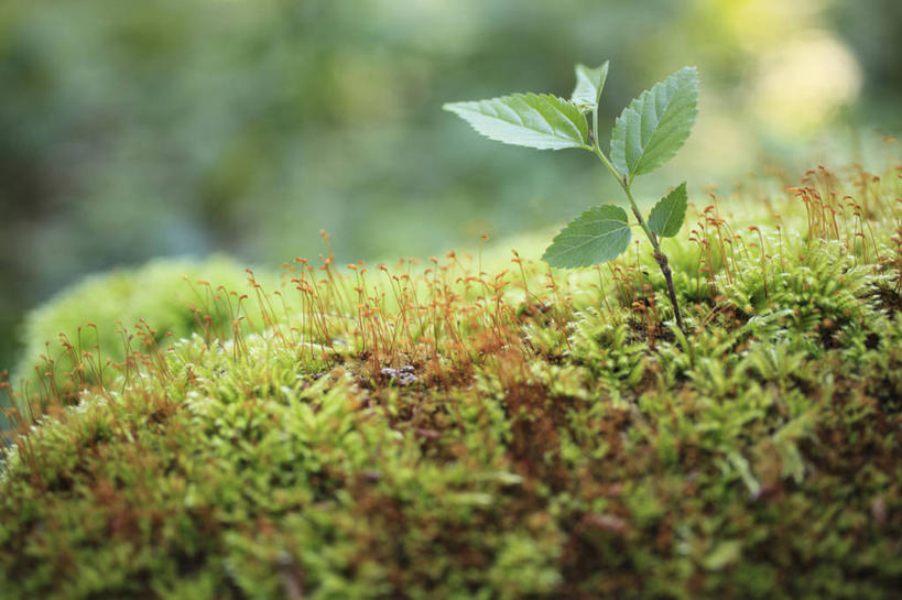 无人,横图,室外,特写,白天,正面,美景,树林,植物,阴影,朦胧,模糊,光线,影子,景观,青苔,苔藓,树,树木,绿色,阳光,自然,景色,生长,成长,自然风光,橡树,沼生橡树,彩图