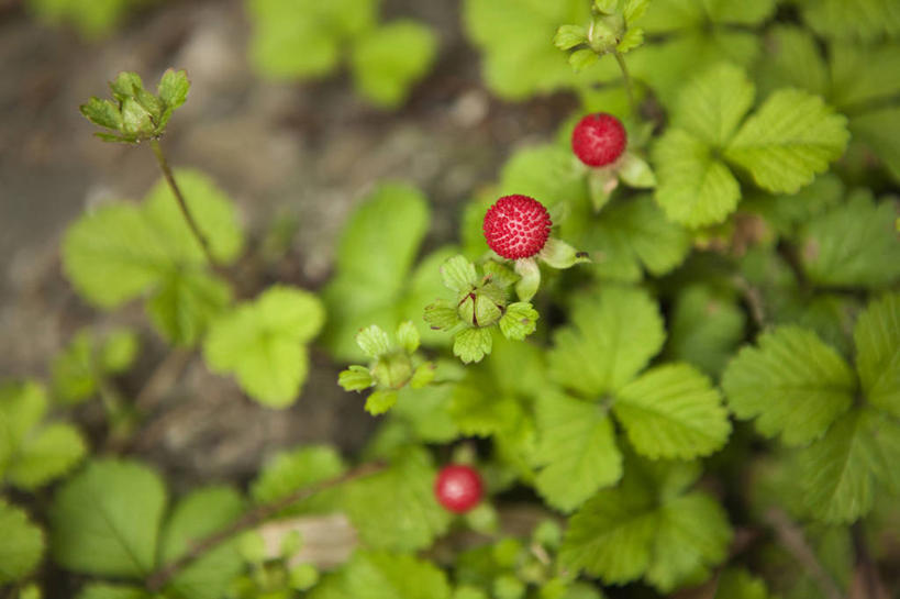 无人,农田,横图,俯视,室外,特写,白天,庄稼,农作物,美景,植物,浆果,水果,叶子,阴影,朦胧,模糊,新鲜,光线,纹理,影子,景观,生食,食品,果实,绿叶,食物,三个,红色,绿色,阳光,自然,嫩叶,景色,有机食品,绿色食品,自然风光,肌理,野草莓,叶,叶片,叶脉,洋莓,彩图,高角度拍摄,耕地,庄稼田