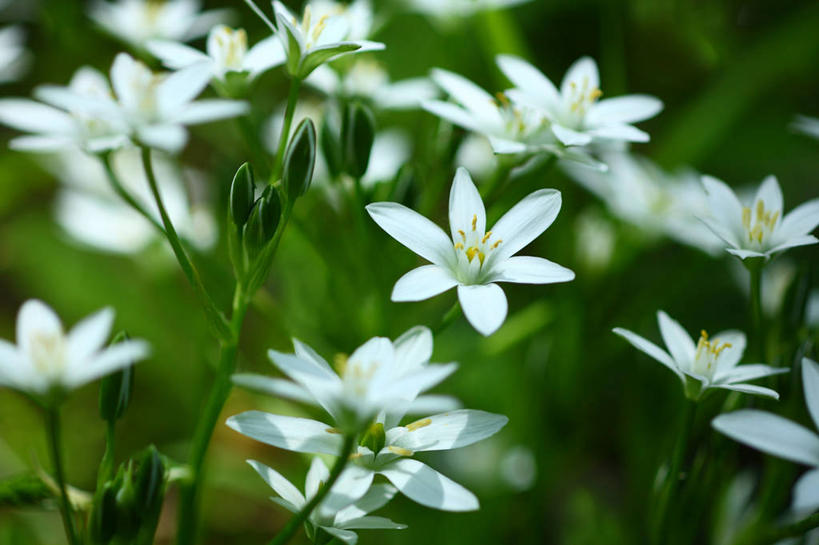 无人,横图,室外,特写,白天,正面,花海,花圃,美景,植物,报春花,叶子,阴影,朦胧,模糊,盛开,光线,影子,景观,花蕾,花,花瓣,花朵,花卉,鲜花,绿色,白色,阳光,自然,花丛,花束,花田,花苞,花蕊,景色,自然风光,樱草,独一,仅有,唯一,唯有,惟一,惟有,七瓣莲,年景花,四季报春,彩图