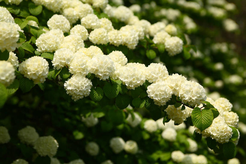 无人,横图,室外,特写,白天,正面,骄傲,美景,八仙花,许多,阴影,朦胧,模糊,光线,影子,景观,很多,黄色,阳光,自然,绣球花,景色,紫阳花,洋绣球,自然风光,草绣球,斗球,七变化,粉团花,善变,彩图,日本绣球