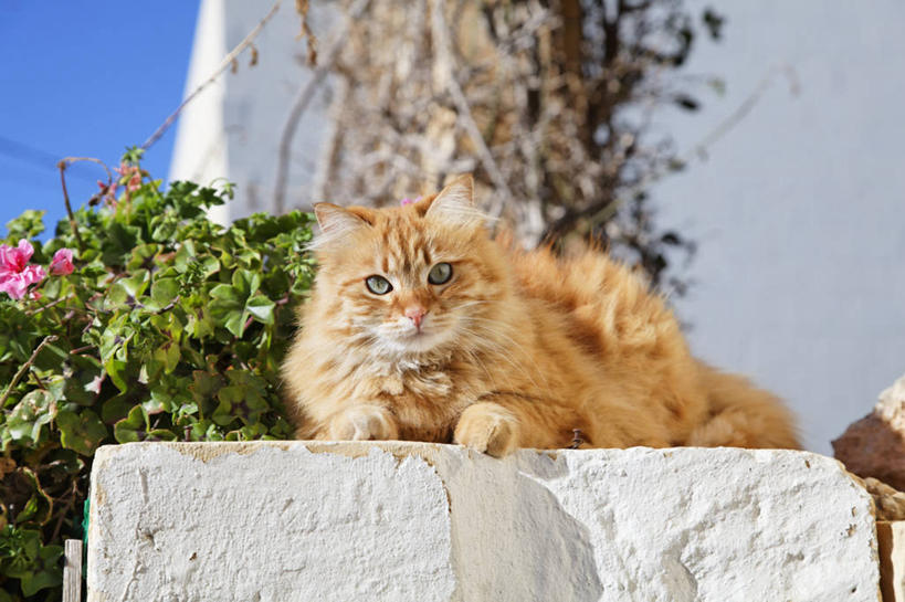 无人,横图,室外,白天,仰视,度假,美景,城市风光,城市,宠物,猫,叶子,欧洲,马耳他,阴影,朦胧,模糊,盛开,光线,影子,墙,景观,绿叶,花蕾,注视,娱乐,墙壁,墙面,花,花瓣,花朵,鲜花,一只,蓝色,蓝天,天空,阳光,动物,天,花苞,花蕊,观察,看,趴着,享受,休闲,嫩叶,景色,放松,可爱,晴朗,观看,察看,关注,猫咪,万里无云,马耳他共和国,戈佐岛,叶,叶片,晴空,晴空万里,趴,彩图,低角度拍摄,全身
