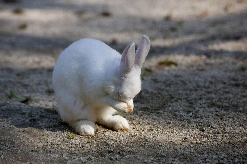 无人,坐,横图,俯视,室外,白天,哺乳动物,擦,抚摸,阴影,朦胧,模糊,光线,兔子,影子,泥土,土壤,一只,白色,阳光,动物,低头,擦拭,兔,垂头,揩擦,拭,坐着,彩图,高角度拍摄,全身,轻抚