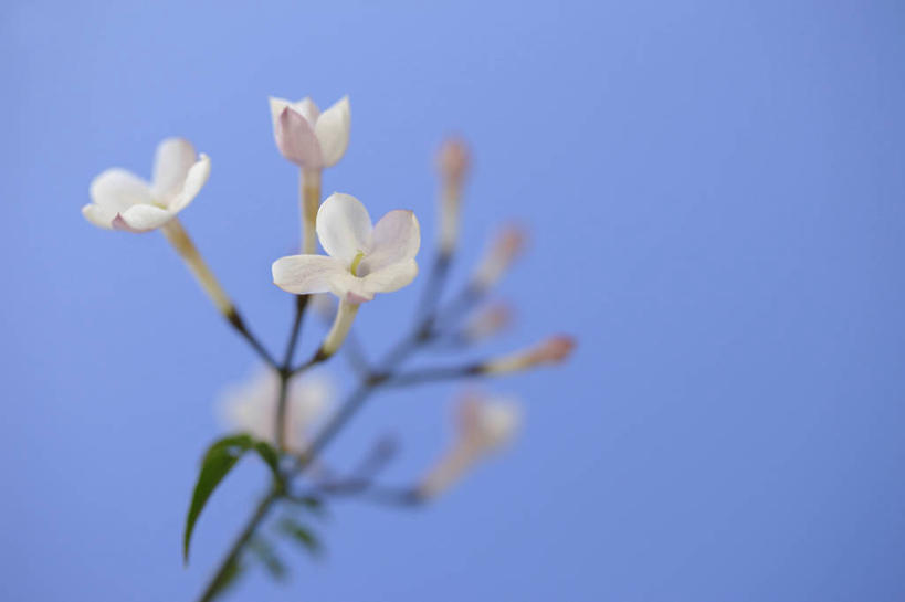 无人,横图,室外,特写,白天,仰视,美景,植物,茉莉花,许多,阴影,朦胧,模糊,盛开,光线,影子,景观,枝条,很多,花蕾,花,花瓣,花朵,茉莉,鲜花,树,树木,树枝,蓝色,绿色,白色,蓝天,天空,阳光,自然,天,花苞,花蕊,景色,生长,晴朗,成长,自然风光,万里无云,莫利花,没丽,没利,末莉,末利,香魂,虬枝,枝杈,柰花,小南强,晴空,晴空万里,彩图,低角度拍摄,抹厉,木梨花