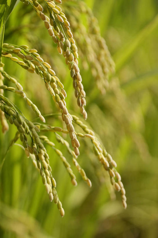 无人,农田,竖图,室外,特写,白天,正面,农业,庄稼,农作物,美景,阴影,朦胧,模糊,光线,影子,稻田,景观,谷物,水稻,稻,阳光,自然,景色,自然风光,彩图,耕地,庄稼田