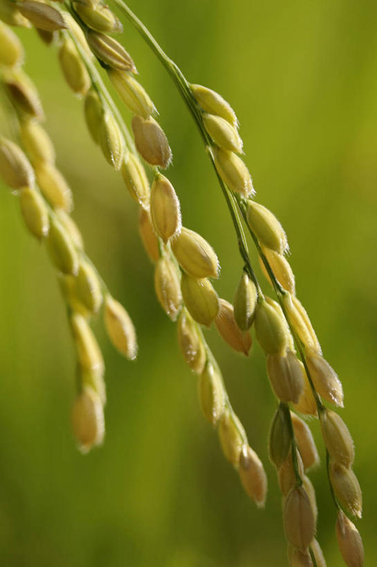 无人,竖图,室外,特写,白天,正面,美景,阴影,朦胧,模糊,光线,影子,景观,谷物,水稻,稻,阳光,自然,景色,自然风光,彩图