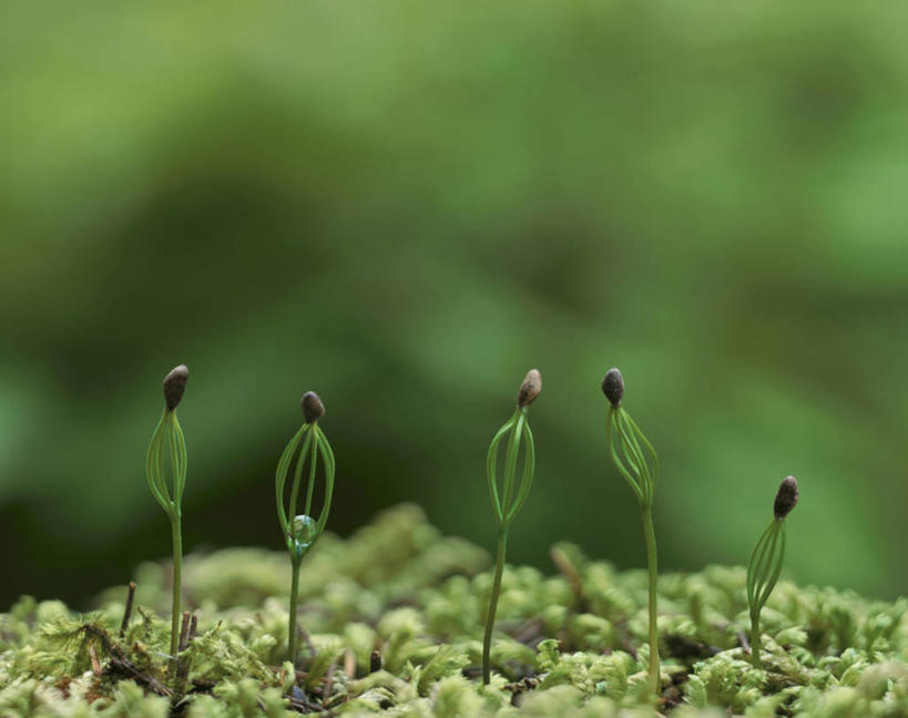 无人,横图,室内,特写,白天,正面,美景,植物,松树,阴影,朦胧,模糊,光线,影子,景观,发芽,绿色,阳光,自然,景色,生长,成长,自然风光,坚定,长寿,贞洁,抽芽,彩图,红松