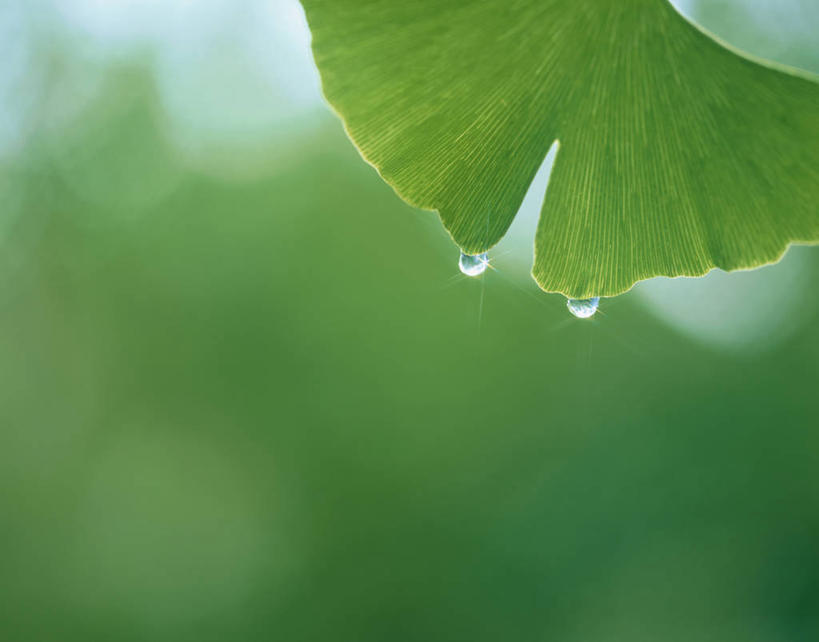 无人,横图,室外,特写,白天,正面,美景,水,植物,露水,叶子,阴影,朦胧,模糊,透明,光线,液体,影子,景观,水滴,草药,药草,中药,水珠,树叶,绿色,阳光,自然,露珠,银杏叶,景色,生机,剔透,自然风光,药材,中草药,中药材,本草,灵动,白果叶,通明,叶片,彩图,晶莹