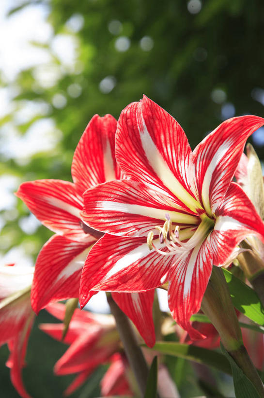 无人,竖图,室外,特写,白天,正面,美景,植物,阴影,朦胧,模糊,盛开,反射,影子,景观,朱顶红,花蕾,花,花瓣,花朵,鲜花,树,树木,红色,绿色,自然,花苞,花蕊,景色,生长,成长,百枝莲,柱顶红,孤挺花,华胄兰,对红,自然风光,彩图